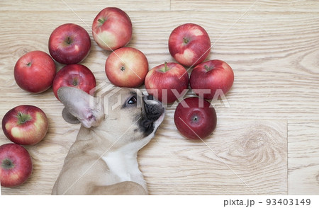French bulldog dog lies on its back among red ripe apples on a wooden floor and sniffs fragrant apples. French bulldog dog lies on its back among red ripe apples on a wooden floor and sniffs fragrant apples. 93403149