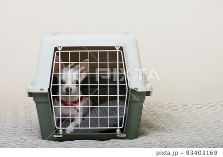 Transportation of dogs - a small chihuahua dog lies behind a closed metal lattice door in a large plastic shipping box. 93403169