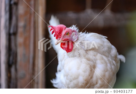 A large hen with white plumage and a red crest walks around the poultry yard of the farm with its head bowed. A large hen with white plumage and a red crest walks around the poultry yard of the farm with its head bowed. 93403177