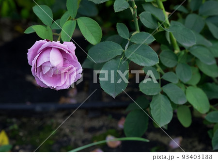 A beautiful bud of a delicate lilac rose on a bush in an English garden - plenty of space for text. 93403188