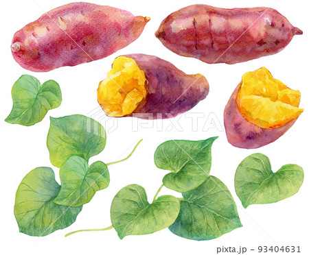 水彩サツマイモとサツマイモの葉の素材集 93404631