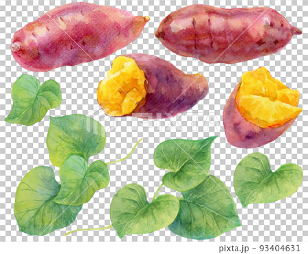 水彩サツマイモとサツマイモの葉の素材集 93404631