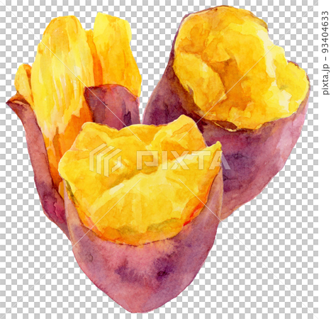 Sweet potato with three vertical cross-sections in watercolor Sweet potato with three vertical cross-sections in watercolor 93404633