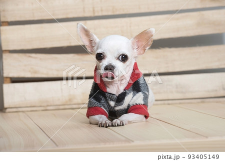 A small purebred white chihuahua dog with funny muzzle wears in warm suit for walking in winter has a rest next to the wooden wall at the alpine farm house and posing to the camera. 93405149