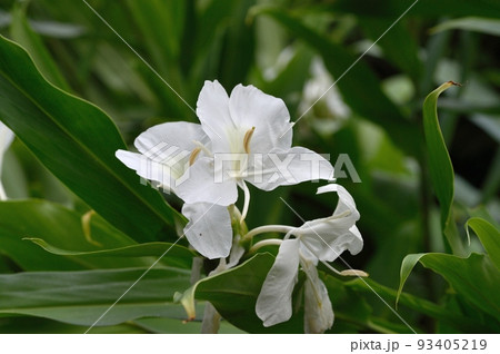 ジンジャー ハナシュクシャ 93405219