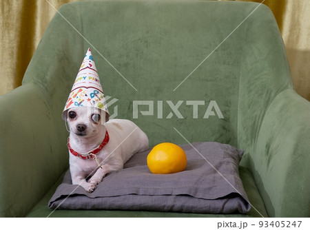 A small white chihuahua dog celebrating a birthday lies in a cozy chair in a festive traditional hat next to a yellow orange. A small white chihuahua dog celebrating a birthday lies in a cozy chair in a festive traditional hat next to a yellow orange. 93405247