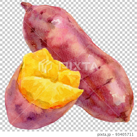 水彩さつまいもと半分に割ったさつまいも 93405711