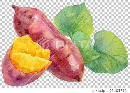 水彩さつまいもと半分に割ったさつまいもと葉 水彩さつまいもと半分に割ったさつまいもと葉 93405712