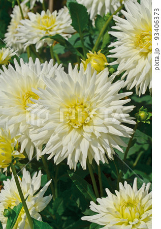 Dahlia cactus white  flower 93406373