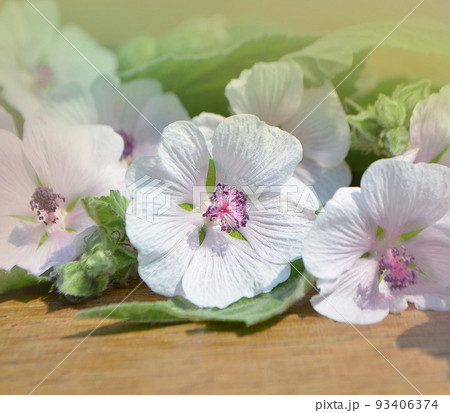 Marshmallow flower. Althaea Marshmallow flower. Althaea 93406374