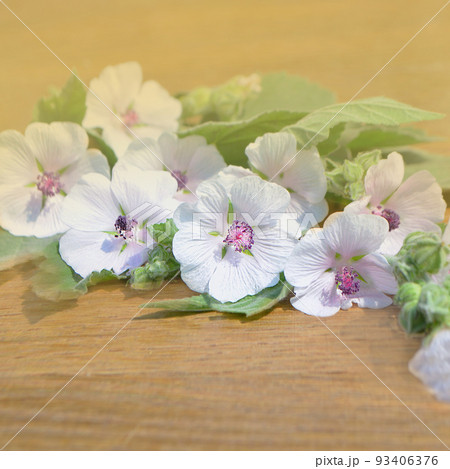 Marshmallow flower. Althaea 93406376