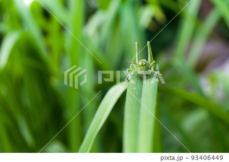 Green grasshopper on a leaf. Green grasshopper on a leaf. 93406449