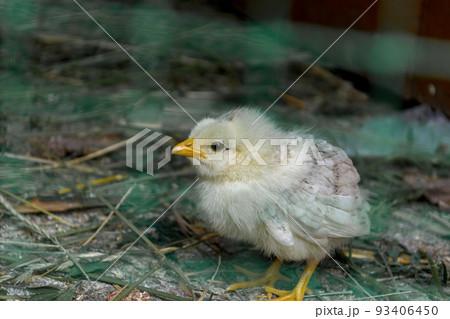 Little chicken behind a net in a chicken farm. Little chicken behind a net in a chicken farm. 93406450