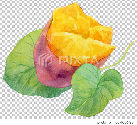 水彩半分のサツマイモとサツマイモの葉3 93406583