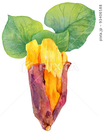 水彩焼き芋とサツマイモの葉 93406588