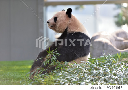 良浜、瞑想中 93406674