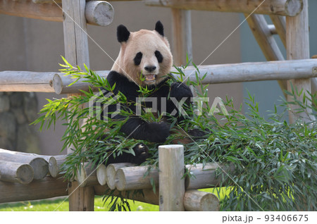 おいしそうに竹を食べる良浜 93406675