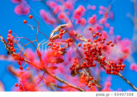 【秋素材】真っ赤なナナカマドの実【長野県】 【秋素材】真っ赤なナナカマドの実【長野県】 93407308