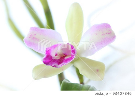 ミディカトレア　ピンクと黄緑色の花　蘭　明るい背景 93407846