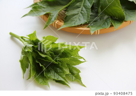 明日葉 明日葉 93408475