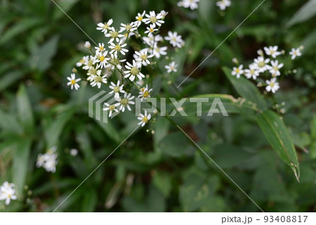 里山の植物 盛夏の森に咲き始めたシラヤマギク 里山の植物 盛夏の森に咲き始めたシラヤマギク 93408817