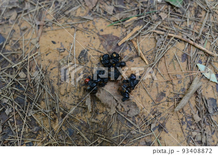 里山の生きもの 散策路にホンドテンのフン 里山の生きもの 散策路にホンドテンのフン 93408872