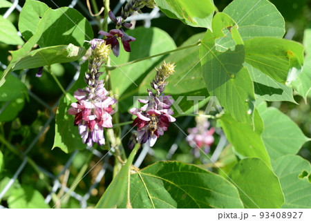 里山の植物 盛夏の野を彩るクズ 里山の植物 盛夏の野を彩るクズ 93408927