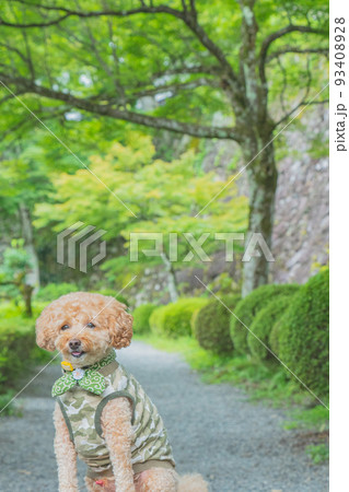 郡上八幡城と犬 郡上八幡城と犬 93408928