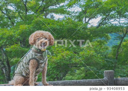 郡上八幡城と犬 郡上八幡城と犬 93408953