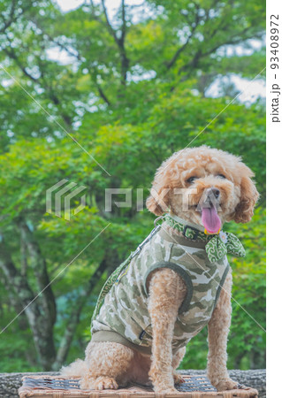 郡上八幡城と犬 93408972