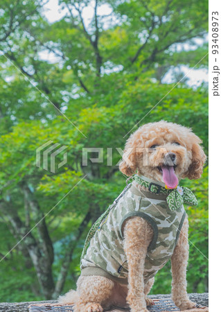 郡上八幡城と犬 郡上八幡城と犬 93408973