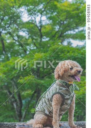 郡上八幡城と犬 93408983