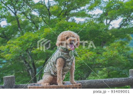 郡上八幡城と犬 93409001