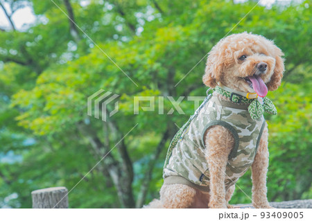 郡上八幡城と犬 93409005