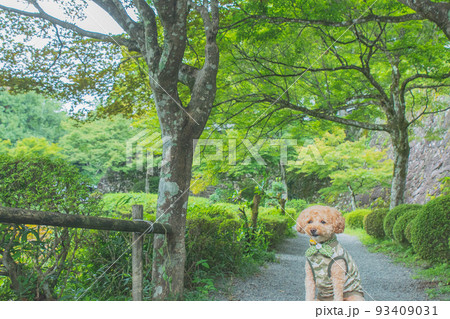 郡上八幡城と犬 郡上八幡城と犬 93409031