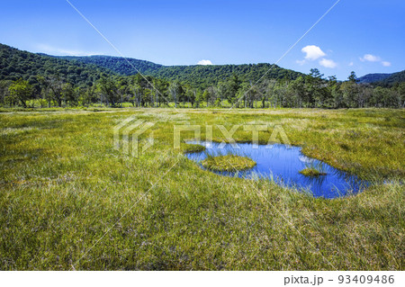 尾瀬ヶ原の池塘 93409486