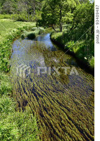 尾瀬ヶ原のスギナモ 尾瀬ヶ原のスギナモ 93409487