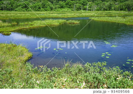尾瀬ヶ原の池塘と水草 93409566