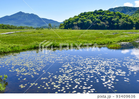 尾瀬ヶ原の池塘 93409636