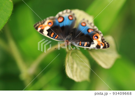 アオタテハモドキ♀① 93409668