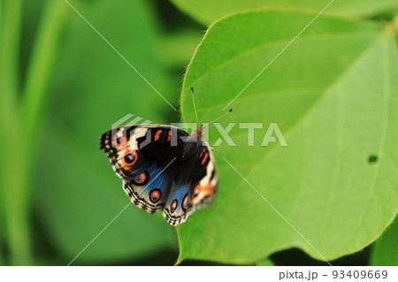 アオタテハモドキ♀② 93409669