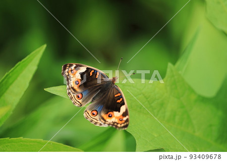 アオタテハモドキ♀⑧ 93409678