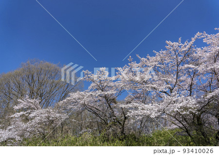 桜咲く頃の秩父ミューズパークの青空と桜の花 桜咲く頃の秩父ミューズパークの青空と桜の花 93410026
