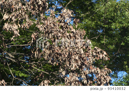 ナラ枯れで枯れてしまった樹木と被害を受けていない青々とした樹木 93410032