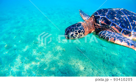 沖縄　阿嘉島のアオウミガメ 水中写真 93410205
