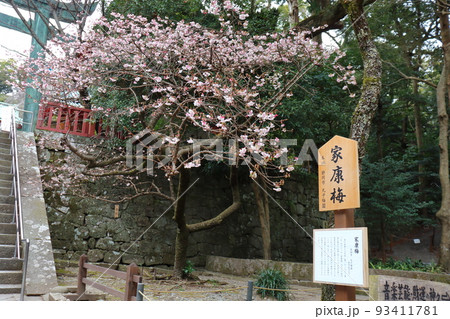 久能山東照宮の家康梅 久能山東照宮の家康梅 93411781