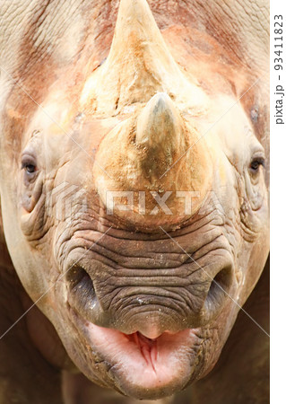 口笛を吹くサイ 93411823