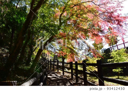 群馬県みどり市　渡良瀬川沿いの高津戸峡遊歩道と紅葉 93412430