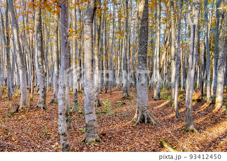 岩手県八幡平市 安比高原ブナ二次林 ~晩秋~ 岩手県八幡平市 安比高原ブナ二次林 ~晩秋~ 93412450