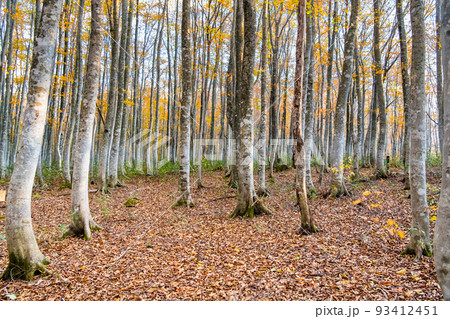 岩手県八幡平市 安比高原ブナ二次林　～晩秋～ 93412451